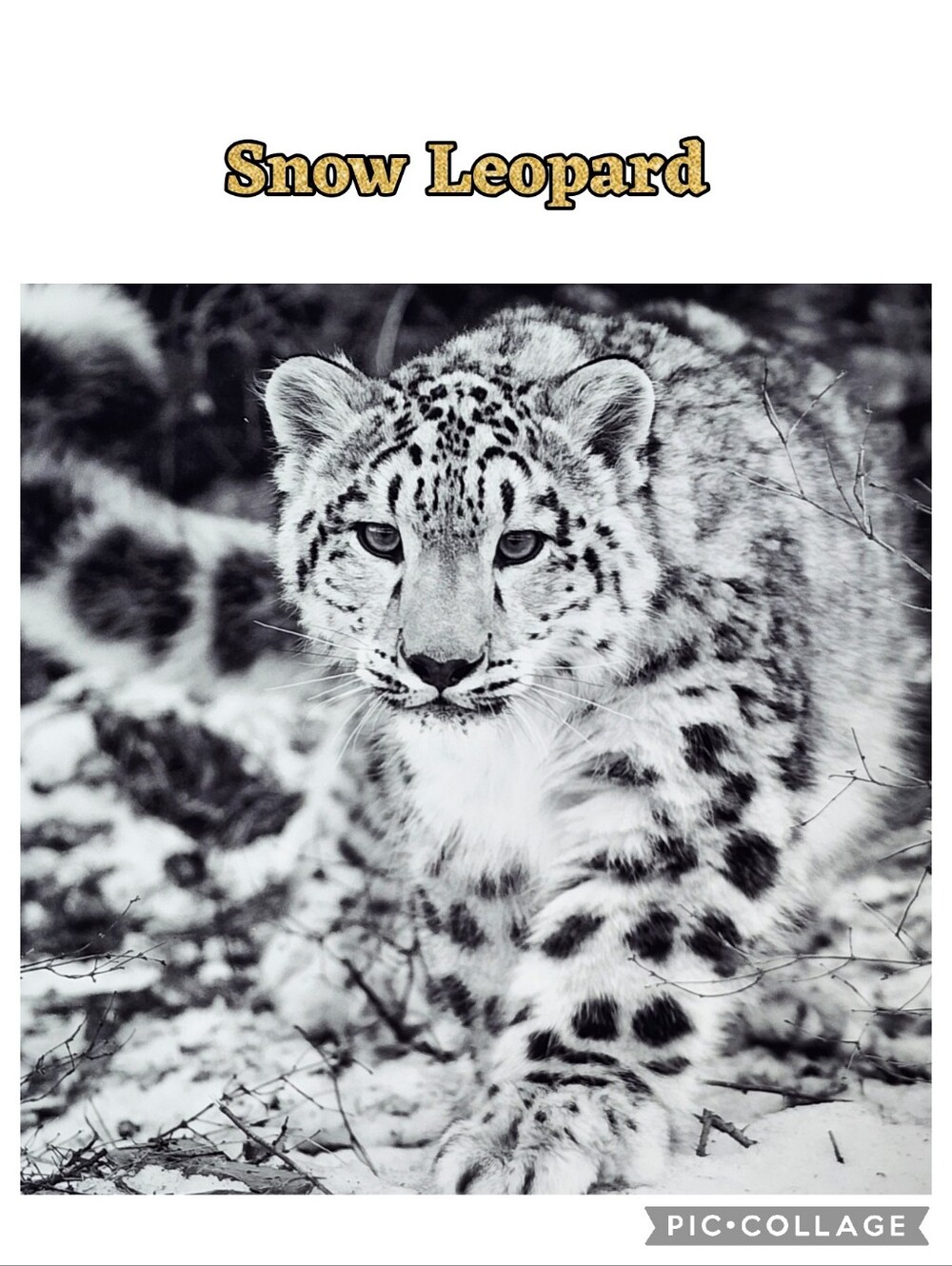 Snow Leopard picture by Award Winning Stephen W. Oachs named "Endangered Beauty"